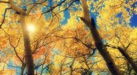 arbre