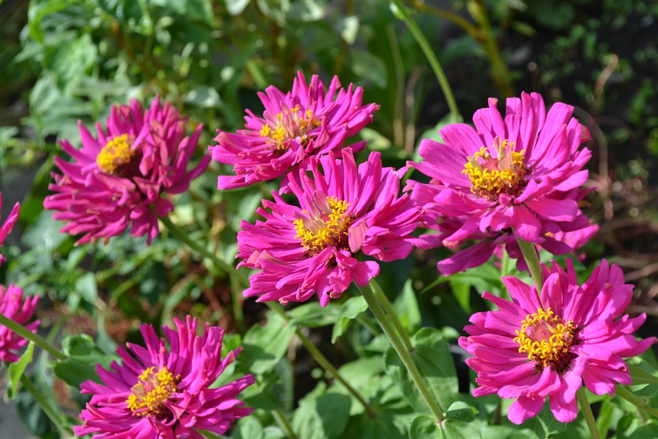 Jardin à l’ombre : ce que vous devez savoir pour agir en conséquence