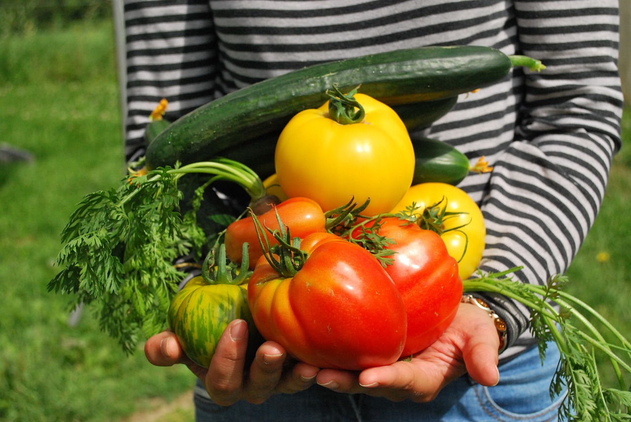 Cultiver son premier potager