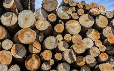 Hausse des prix du bois de chauffage et les prix actuels sur le marché