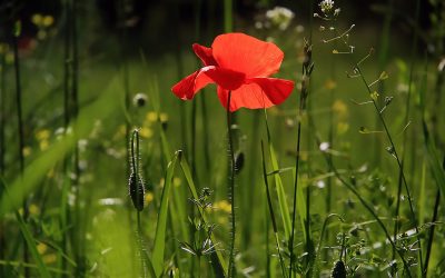 Comment entretenir son pelouse de manière naturelle : astuces et conseils