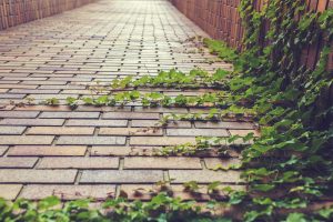 Invitez la nature chez vous en créant un mur végétal d'intérieur