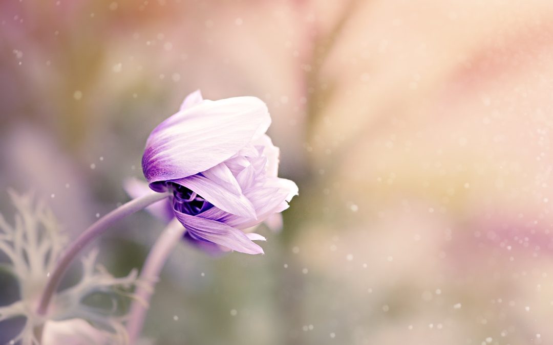 Idées déco pour votre jardin d’hiver : aménagez une pièce de vie dans votre extérieur