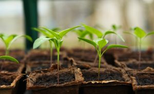 création de votre jardin