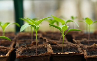 Les erreurs à éviter lors de la création de votre jardin : conseils pour réussir votre projet de jardinage