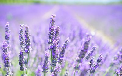 Les jardins partagés : pratique écologique et convivialité