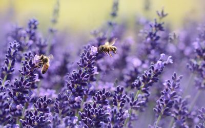 Les méthodes naturelles pour lutter contre les nuisibles dans votre jardin : recettes et astuces