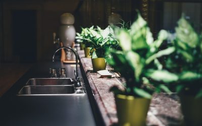 Les plantes d’intérieur à installer sur votre terrasse : pour un coin de verdure en ville