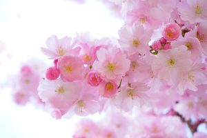 Plantes grimpantes savoureuse