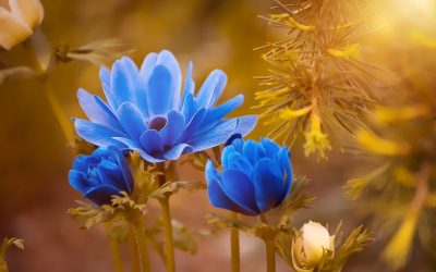 Les plantes médicinales à cultiver dans votre jardin : vertus et propriétés