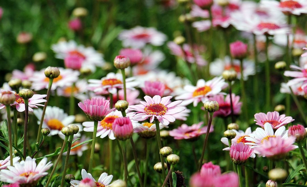 Les tendances jardin : zoom sur les végétaux les plus en vogue