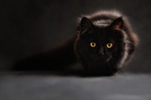Osez l'élégance en peignant un mur avec la tendance du noir