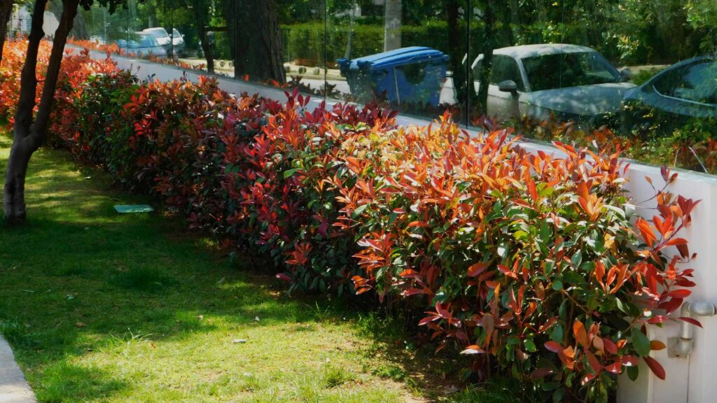 haie de jardin