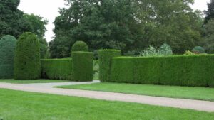 haie dans un jardin