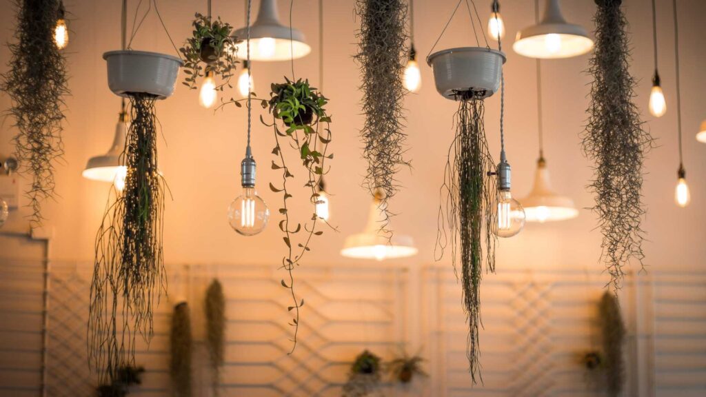 plante locale