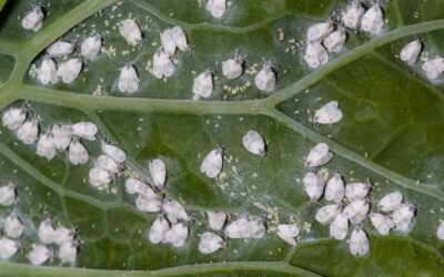 Comment protéger son jardin des nuisibles ?