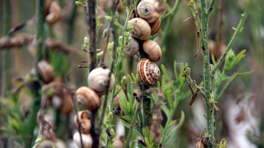 escargot