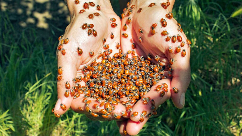 coccinelle 