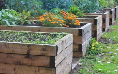 Comment créer un potager en permaculture ?