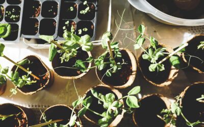 Comment choisir les bonnes plantes pour son jardin ?