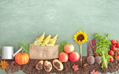 Les meilleures plantes pour un jardin sans entretien