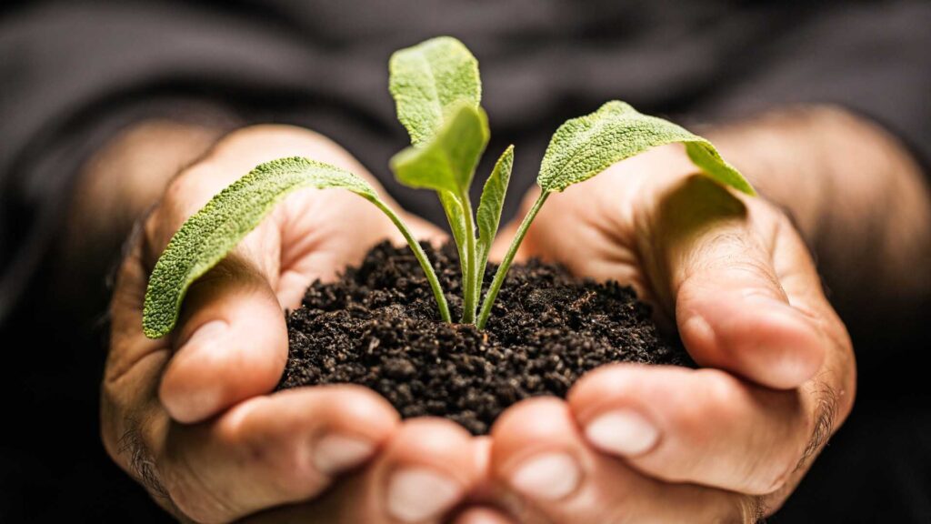 plante dans les mains