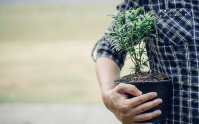Comment protéger son jardin des intempéries ?