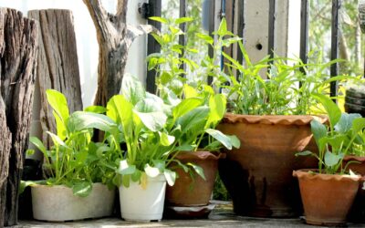 Cultiver des légumes en pot sur un balcon